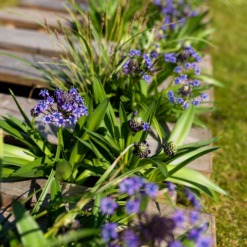 2 Scilles du Pérou - Scilla