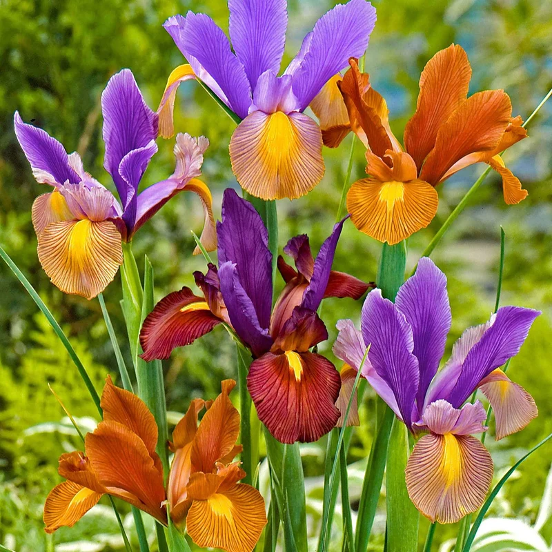 40 Iris de Hollande Tiger en mélange