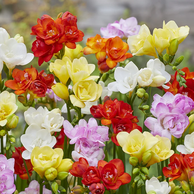 25 Freesias à fleurs doubles en mélange