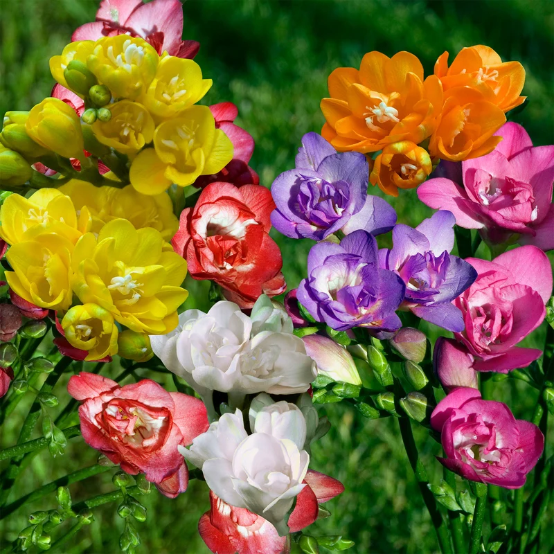 25 Freesias à fleurs doubles en mélange