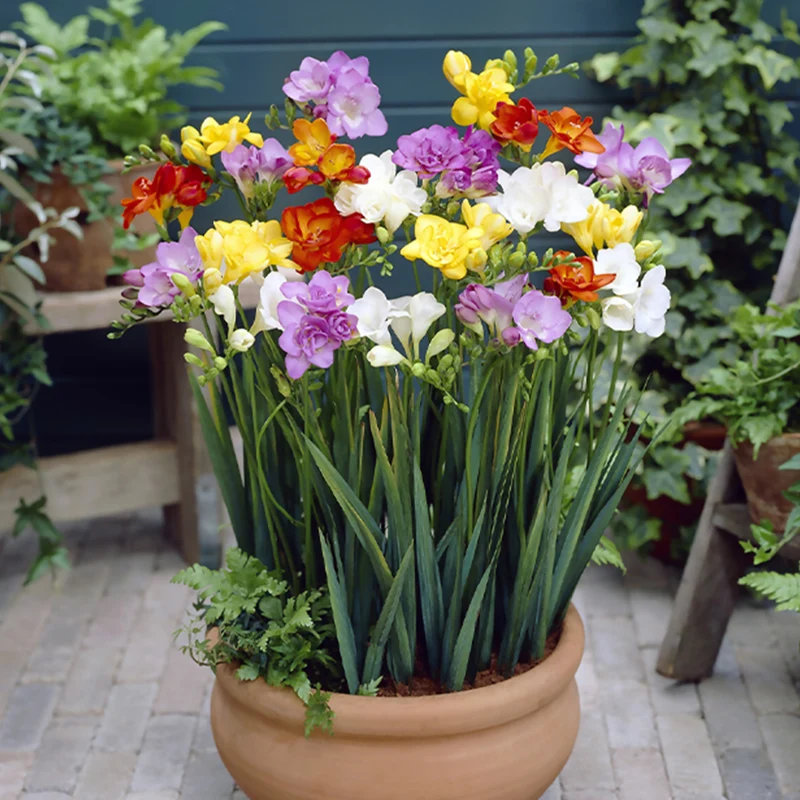 25 Freesias à fleurs doubles en mélange