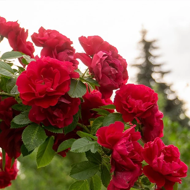 Rosier grimpant rouge