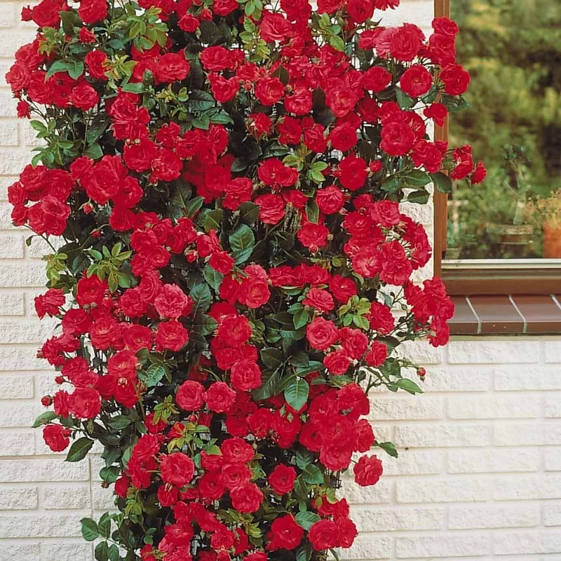 Rosier grimpant rouge