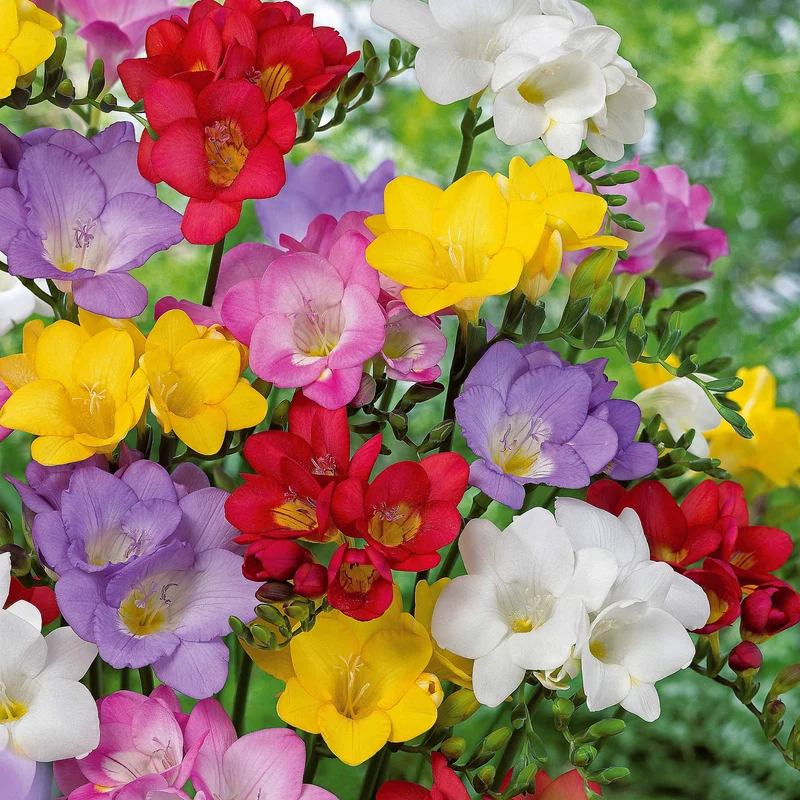 25 Freesias à fleurs simples en mélange
