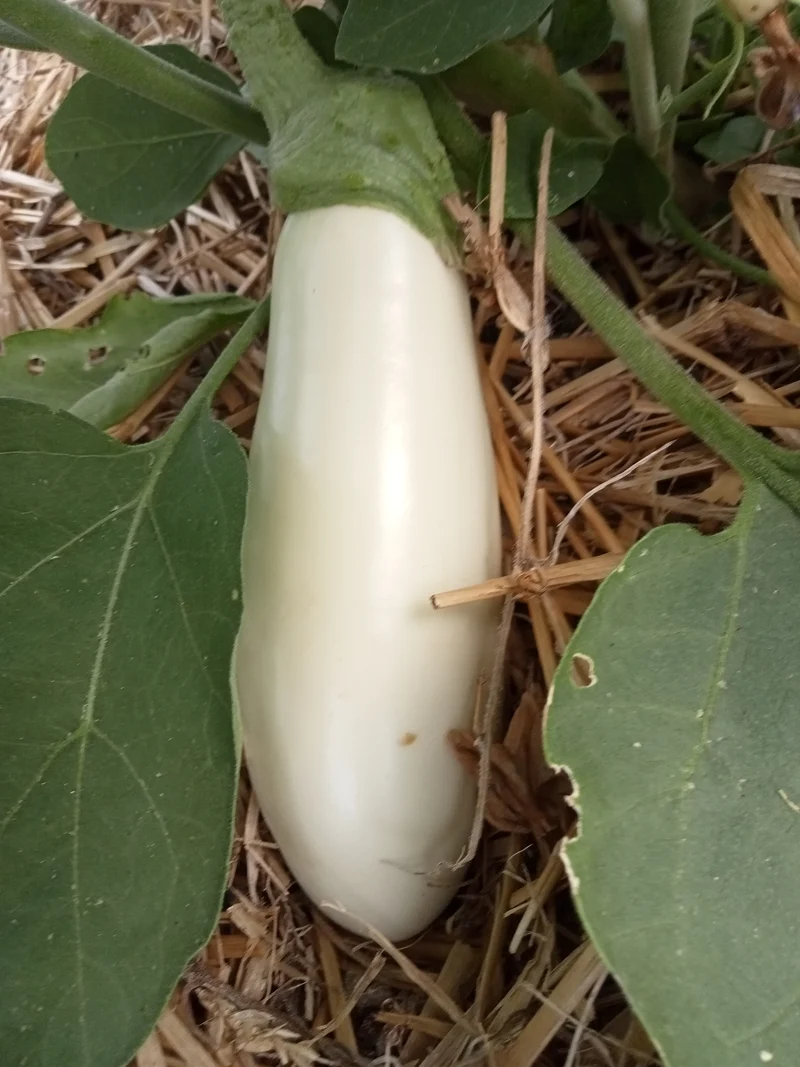 Aubergine Dourga