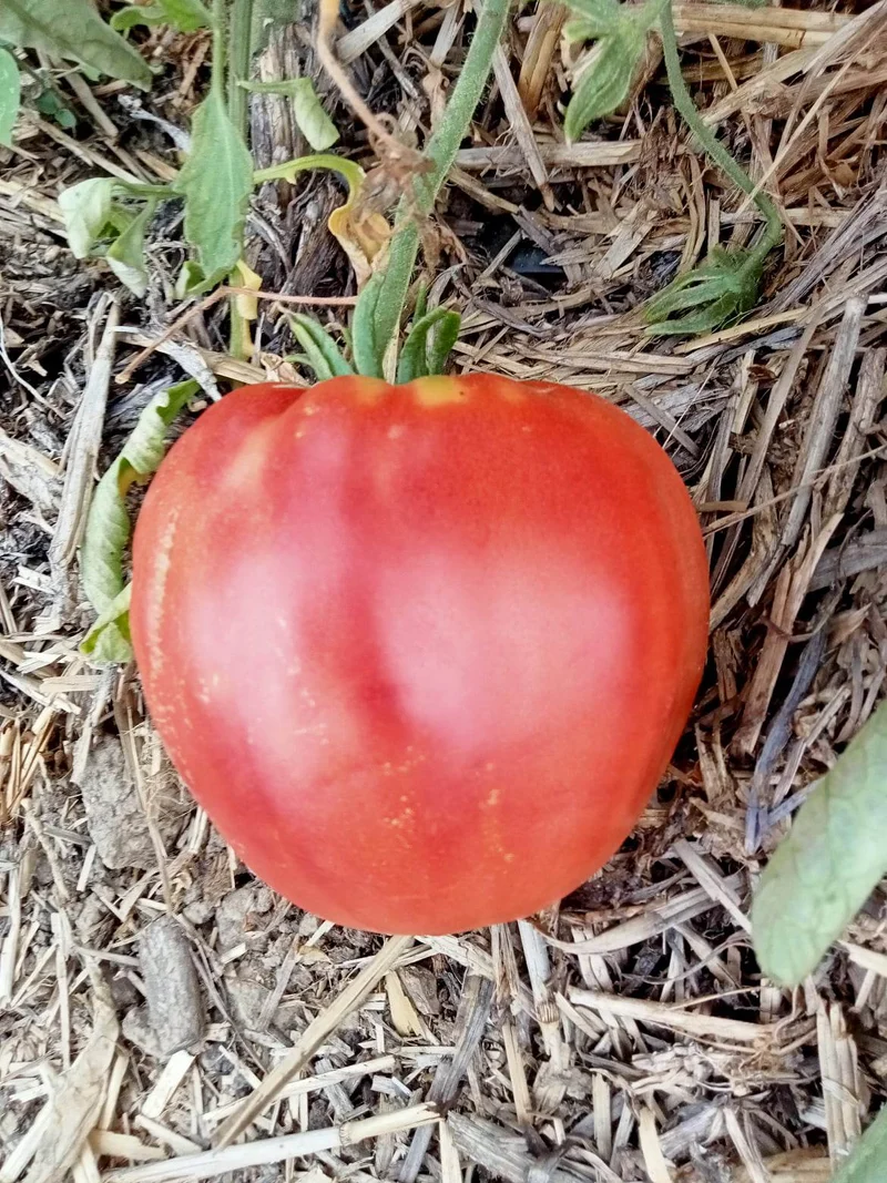 Tomate Rose du Liban