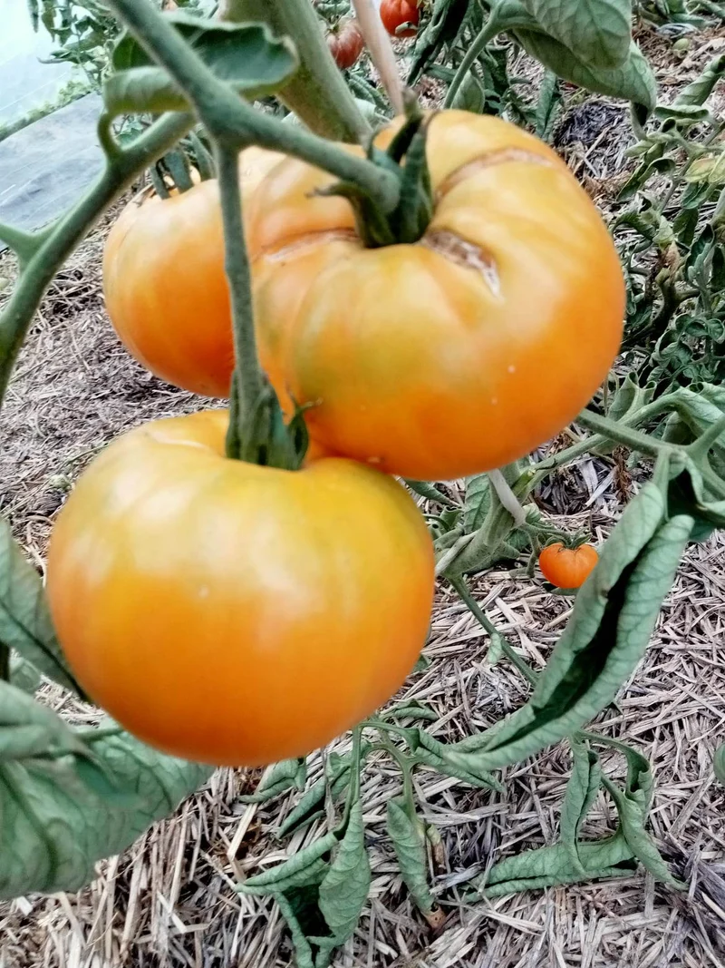 Tomate Joyau d'Oaxaca