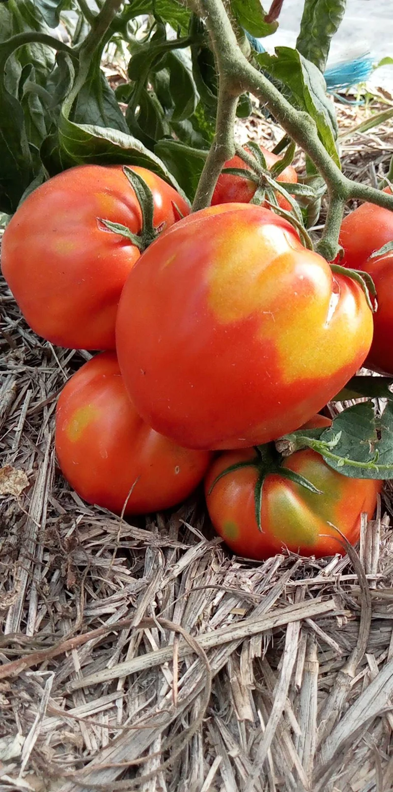 Tomate Grosse de Trélazé