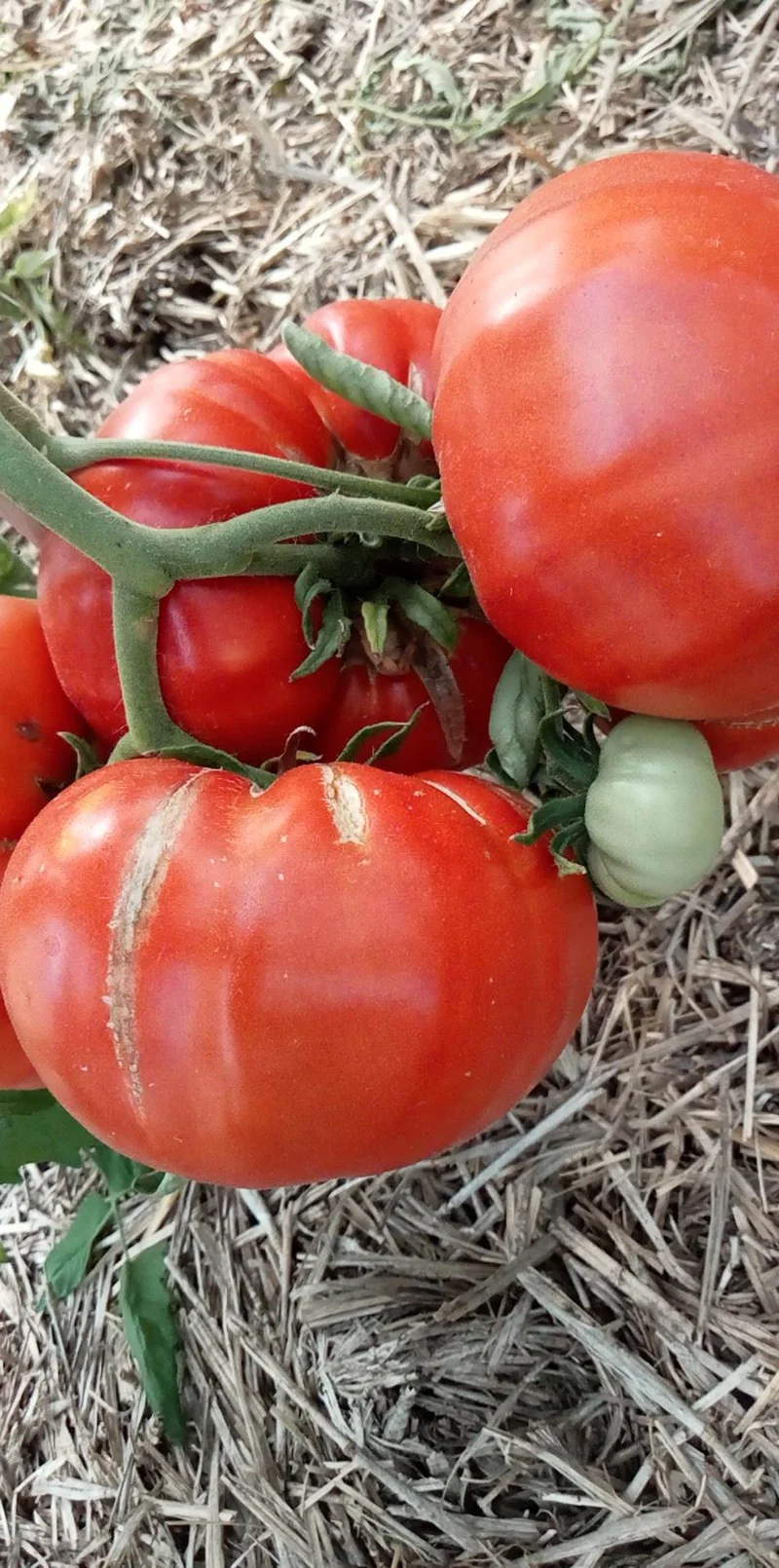 Tomate Bonne Fée