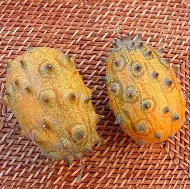 Concombre Kiwano Cornu d'Afrique