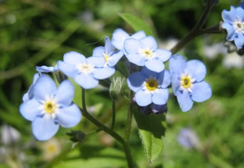Myosotis des bois