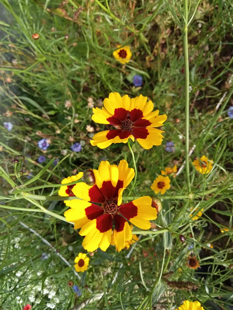 Coreopsis des Teinturiers