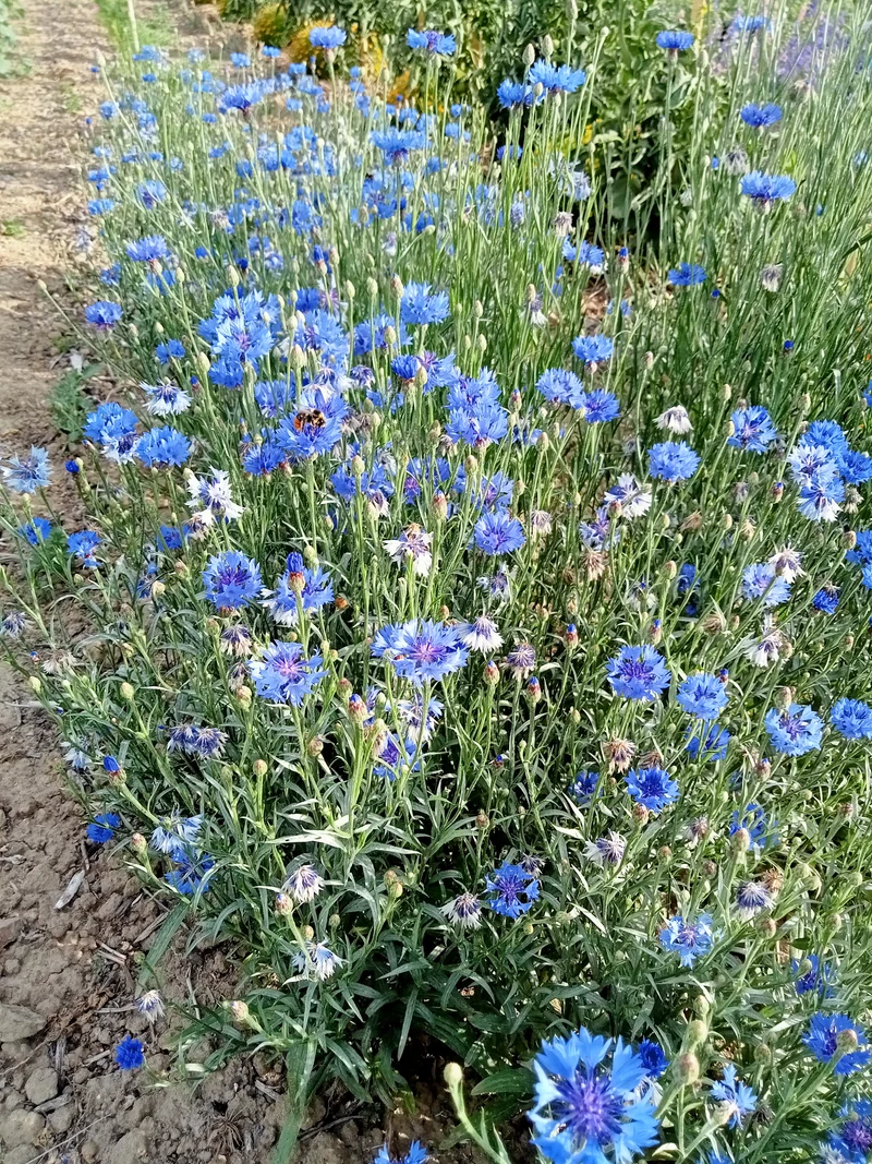 Bleuet bleu