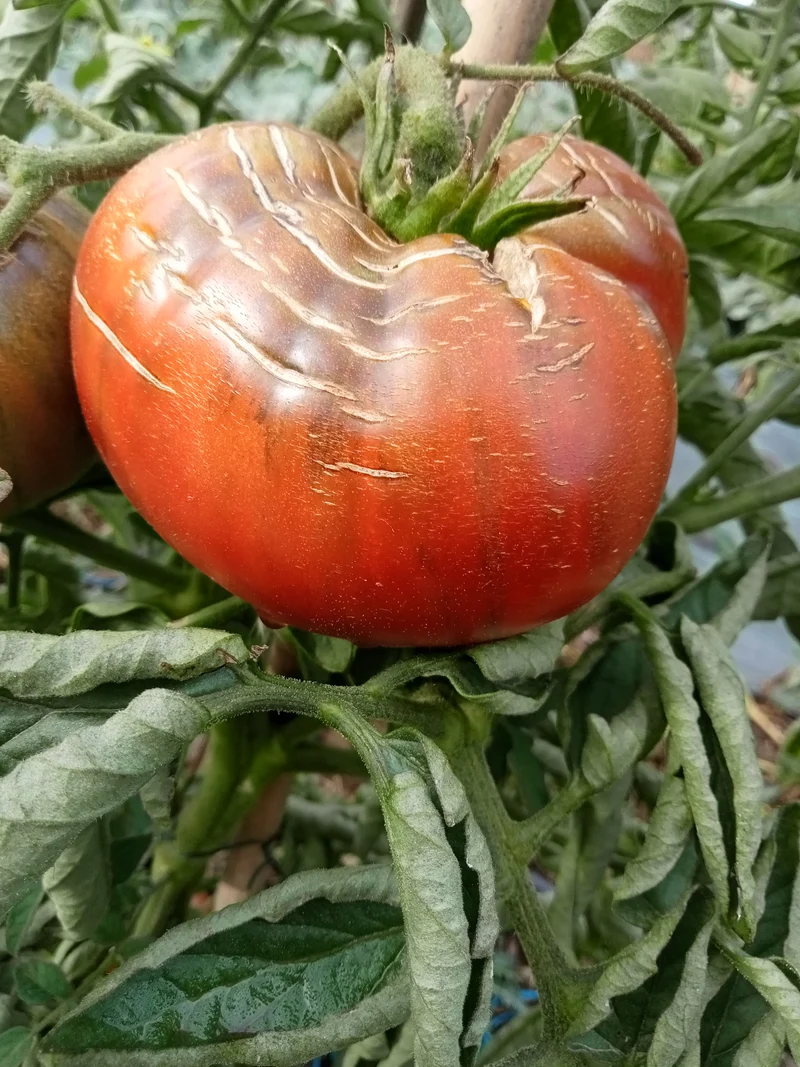 Tomate Noire américaine