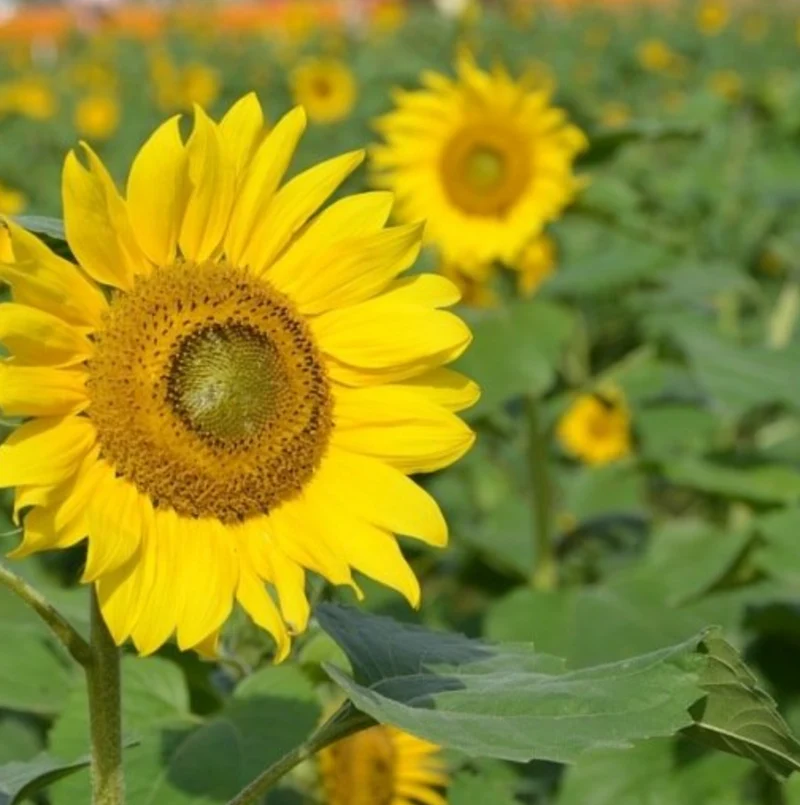 Tournesol (mi-haute jaune)