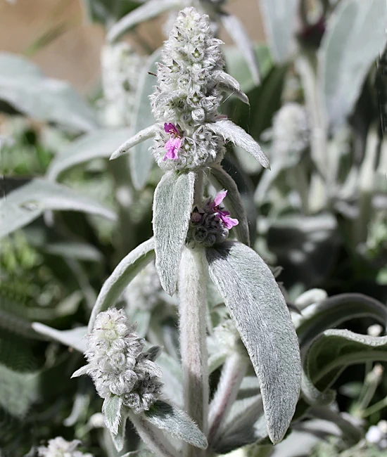Stachys byzantina (oreille d'ours ou lapin)