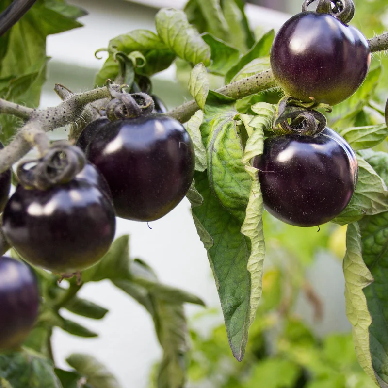 Tomate cerise Tartufo