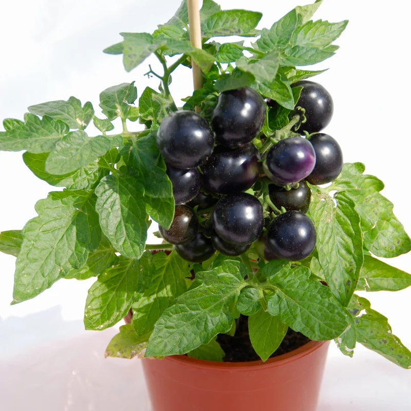 Tomate cerise Tartufo