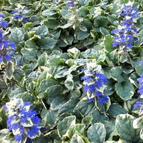 Bugle rampante Variegata
