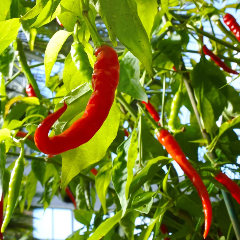 3 Plants de Piment Doux des Landes