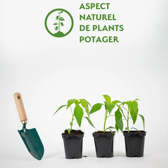 3 Plants de Piment Doux des Landes