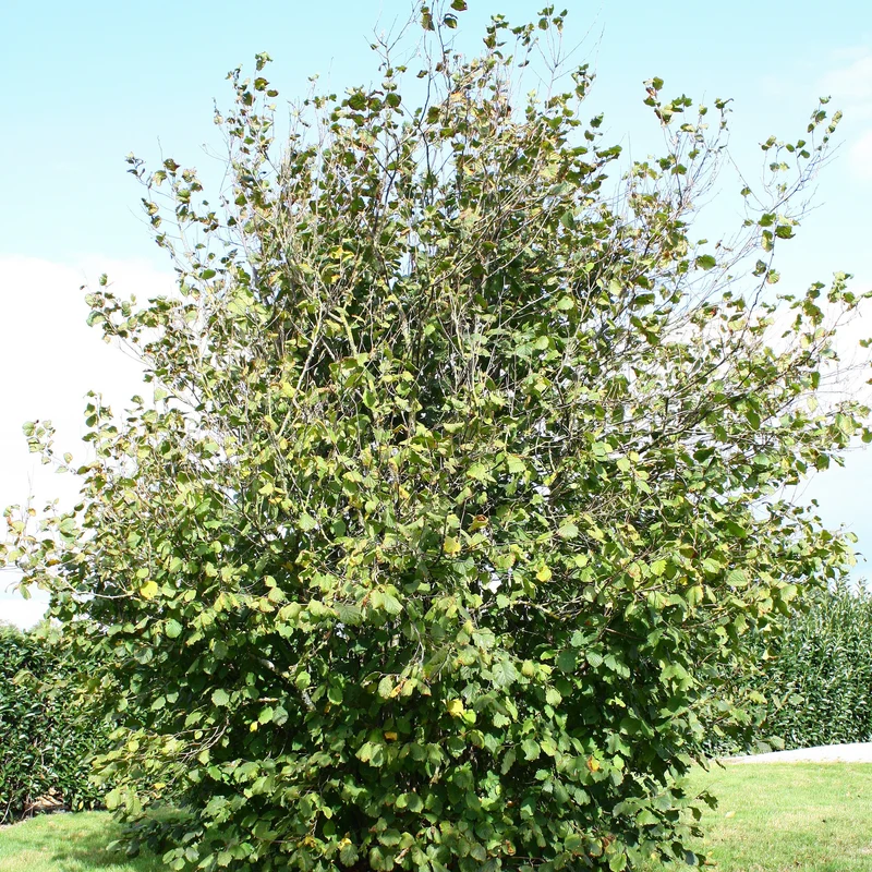 Noisetier Ronde du Piémont