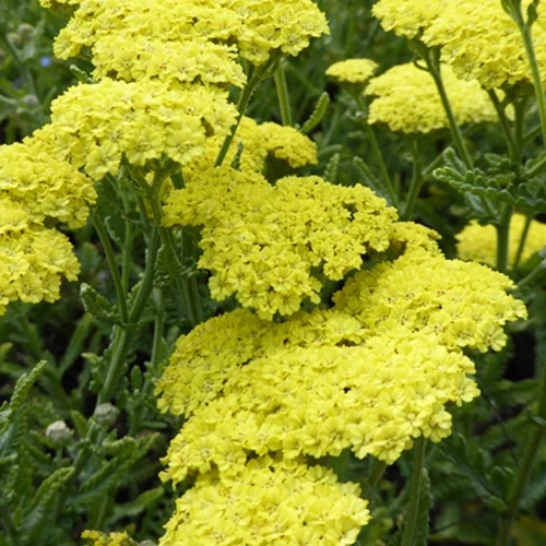 Achillée Taygetea