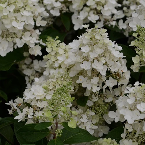 Hortensia paniculé Candlelight