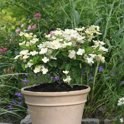 Hortensia paniculé Prim'White® Dolprim