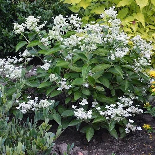 Hortensia paniculé Prim'White® Dolprim