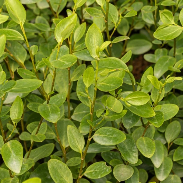 3 Grisélines
