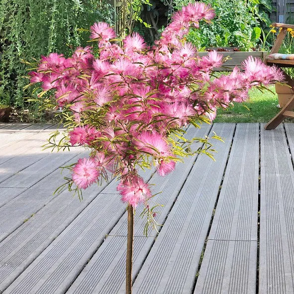 Calliandra surinamensis Pink Powder Puff sur tige