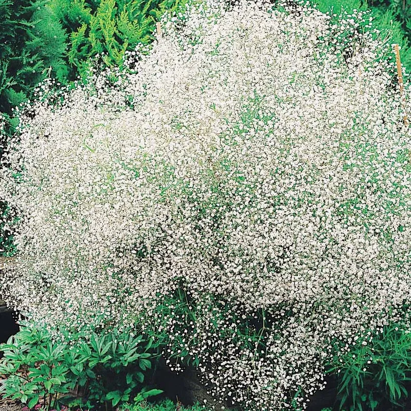Collection de 12 plantes vivaces hautes pour bordures et bouquets