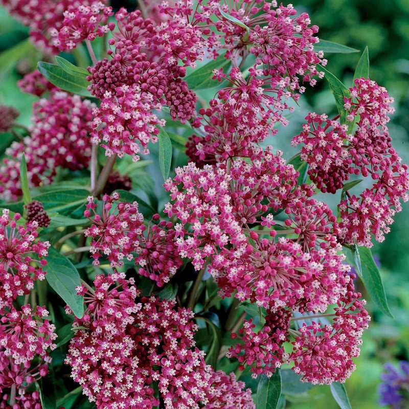 Collection de 12 plantes vivaces hautes pour bordures et bouquets