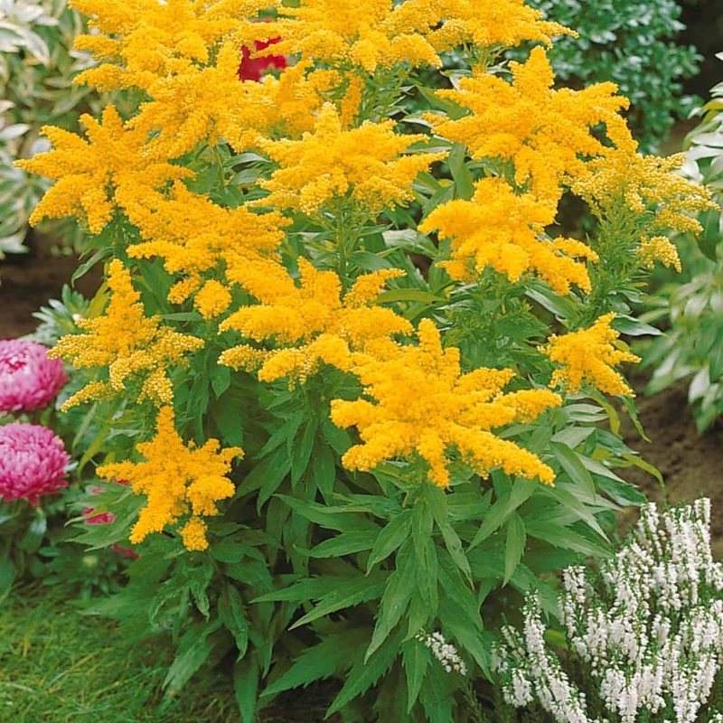 Collection de 12 plantes vivaces hautes pour bordures et bouquets