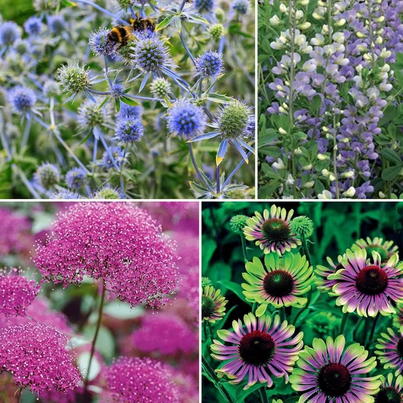 Collection de 10 plantes vivaces contemporaines et méllifères