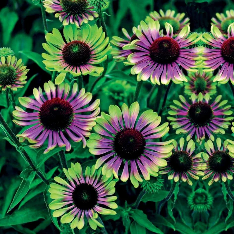 Collection de 10 plantes vivaces contemporaines et méllifères