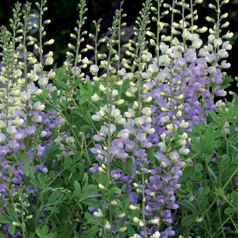 Collection de 10 plantes vivaces contemporaines et méllifères