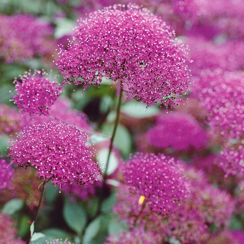 Collection de 10 plantes vivaces contemporaines et méllifères
