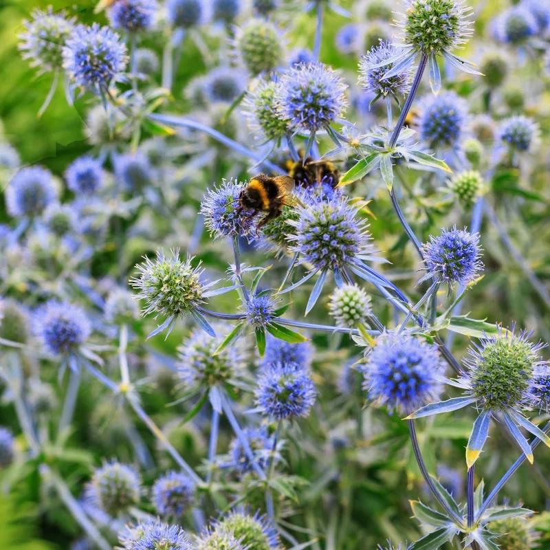 Collection de 10 plantes vivaces contemporaines et méllifères
