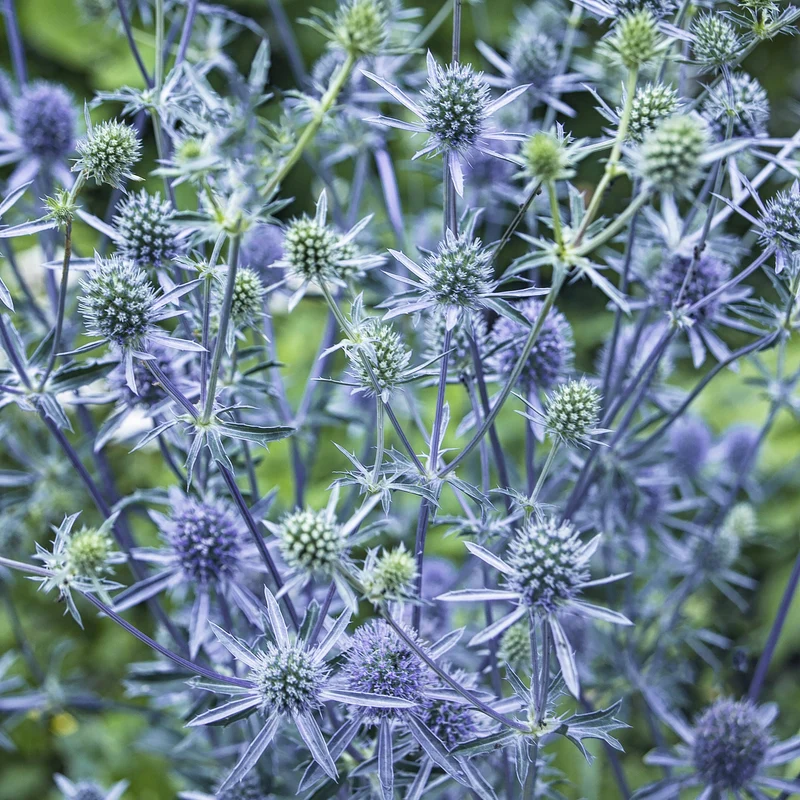 Collection de 10 plantes vivaces contemporaines et méllifères