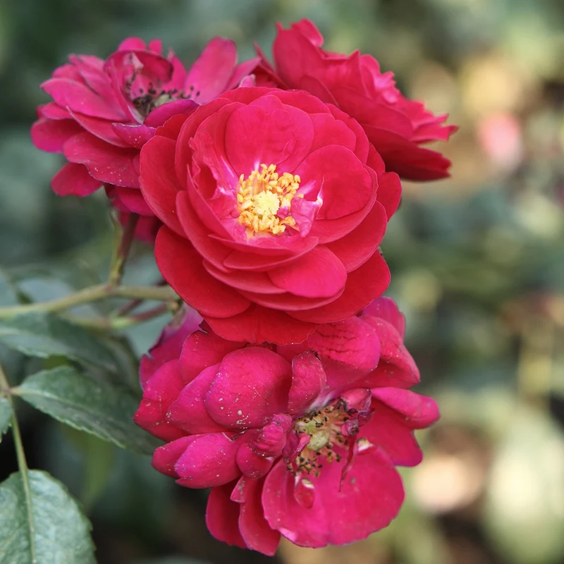 Rosier Starlet-Rose Lola ®