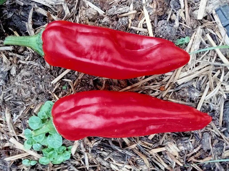 Poivron Marconi Rosso