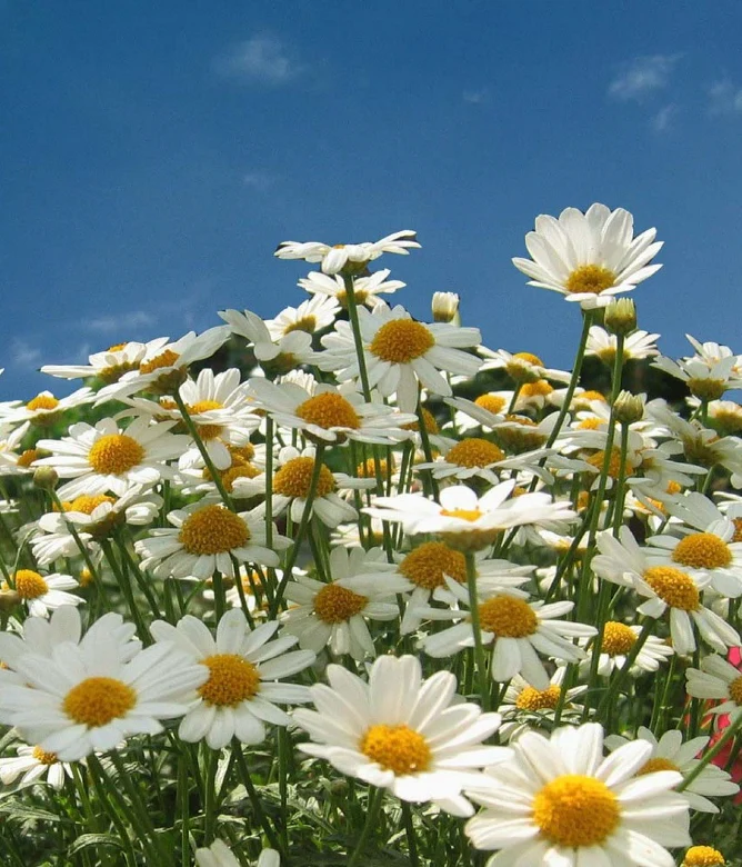 Marguerite blanche vivace