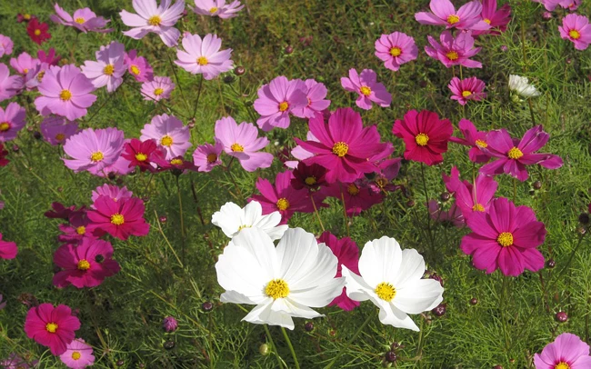 Cosmos Sensation variée