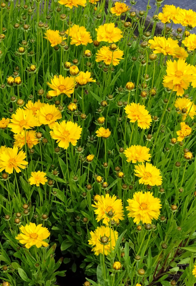 Coreopsis Double