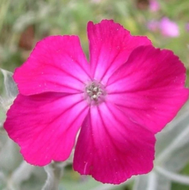 Coquelourde