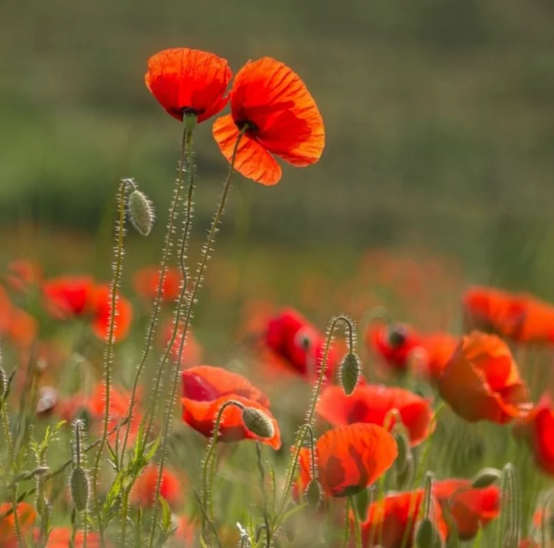 Coquelicots des champs
