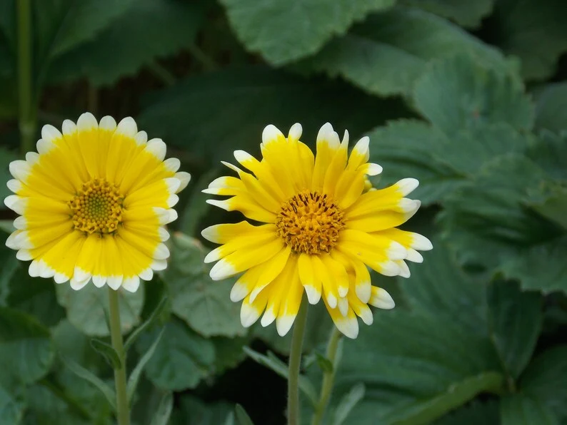 Layia platyglossa ou Tidy Tips