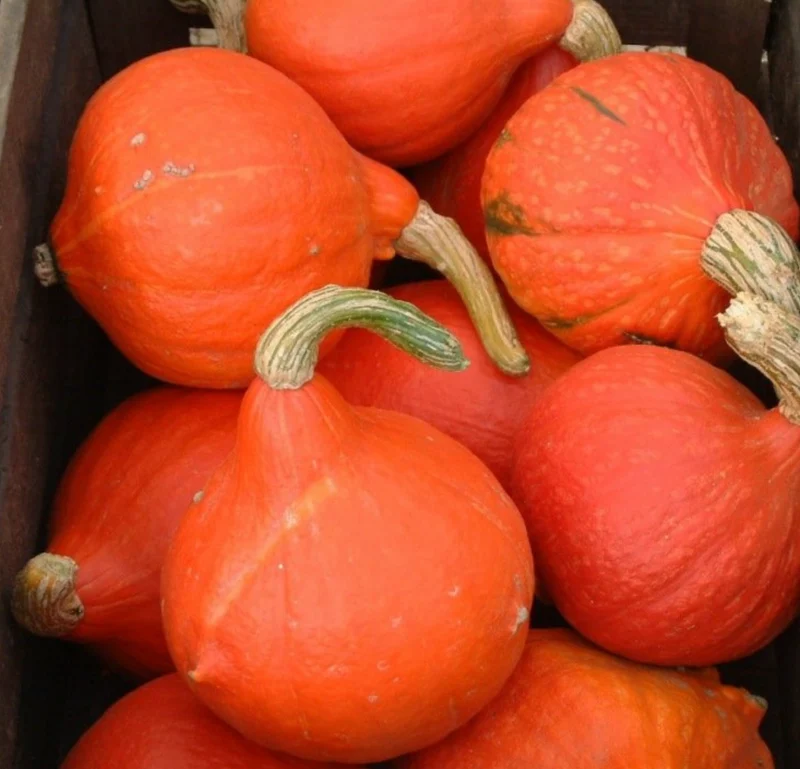 Potimarron Red Kuri